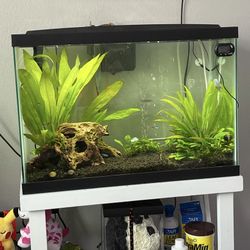 20 Gallon Fish Tank, Free!