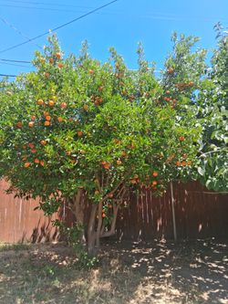 Fresh oranges you pick