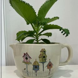 Large Live Mother-of-Thousands in a Shakers & Thangs Pottery Planter with Handle