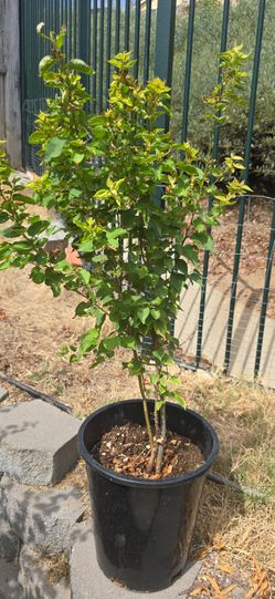 Apricot tree