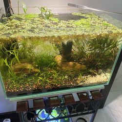 6 Gallon Planted Aquascape Aquarium Fish Tank  As pictured 