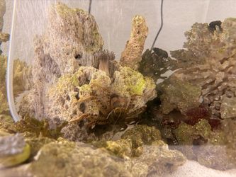 Salt Water 20 gallon tank
