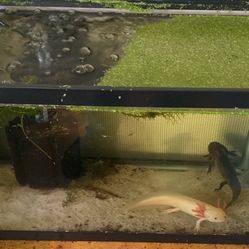Fish Tank Aquarium Axolotl Axolotls 