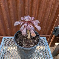Black Rose Succulent 