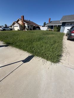 New sod and new Turf
