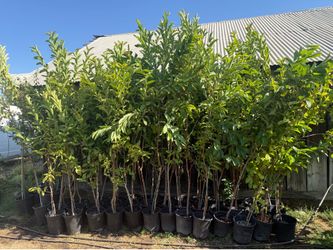 Pink guava trees/ Arboles de guayabas rositas $50.00 each