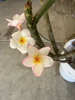 Plumeria Flowers (Frangipani) / Lei Flowers / Hawaiian Flowers