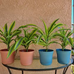 Large Indoor Plants 