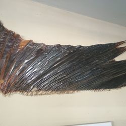 Sailfish Tail
