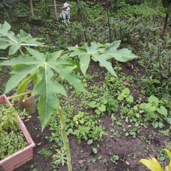 Papaya Healthy Plant For $15