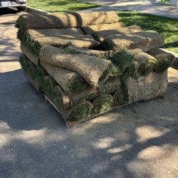 Fresh Fescue Sod
