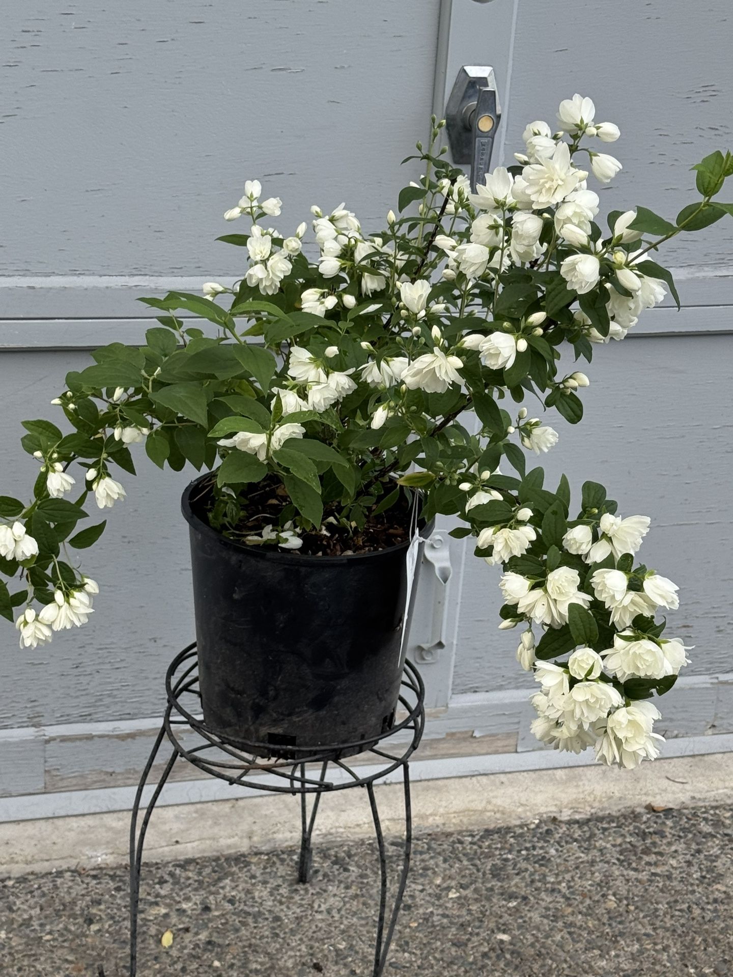 Philadelphus Snow belle Fragrant Shrub