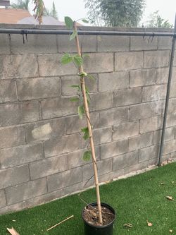 Palo de Loroco Grande