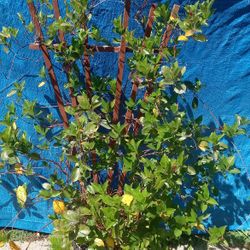 2 Red Mandevilla Plants