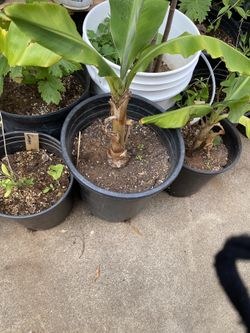 Dwarf Banana Tree 