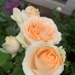 Rose Peach Avalanche In One Gallon Pot