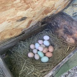Yard Eggs