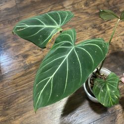 Gloriosum Plant (pls Read Description Below)