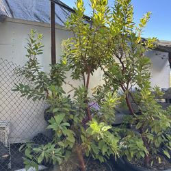 Strawberry Tree (Arbutus Marina)