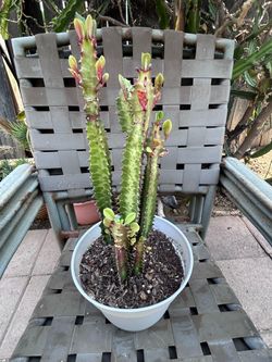 Euphoria succulent plant