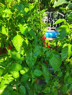 Plants