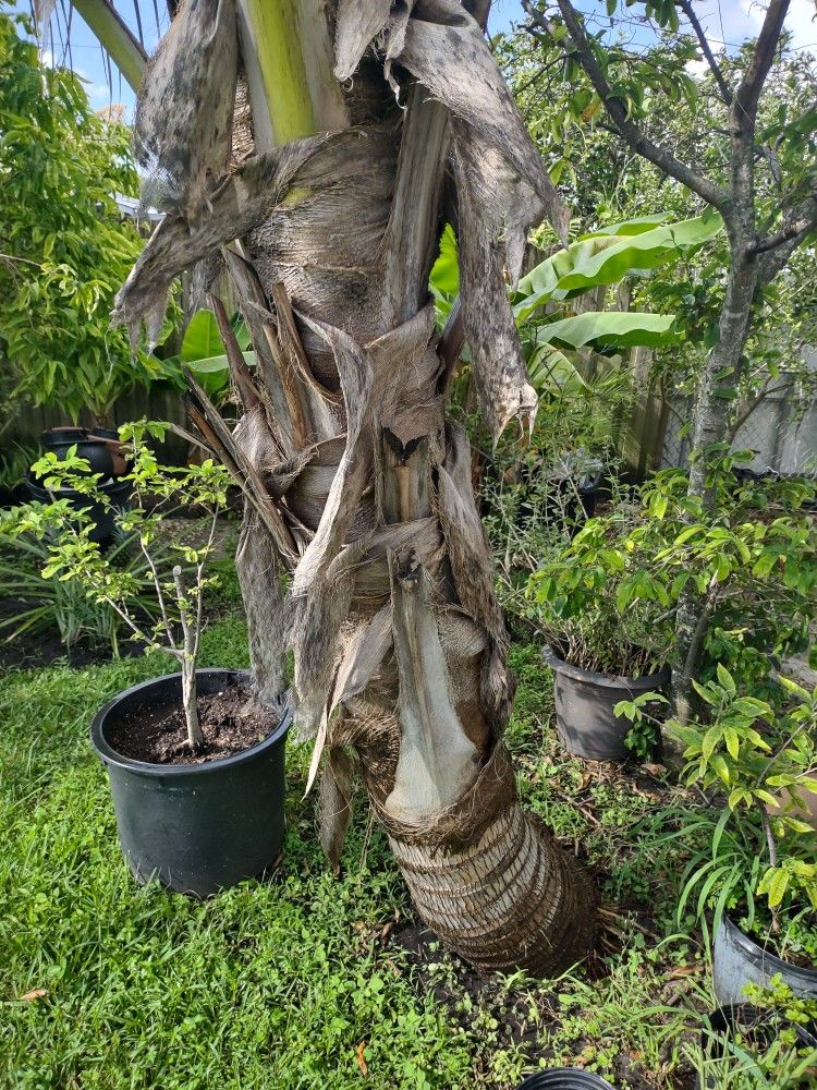 Big Coconut Trees With Coconuts