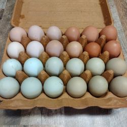 Barnyard Mix Fertile Hatching Chicken Eggs