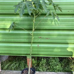 Papaya tree
