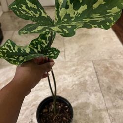 Alocasia Plants (size Varies)