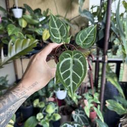 Anthurium Magnificum X Crystallinum 