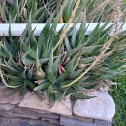 Aloe vera (Savila) and Succulents (Soculentas)