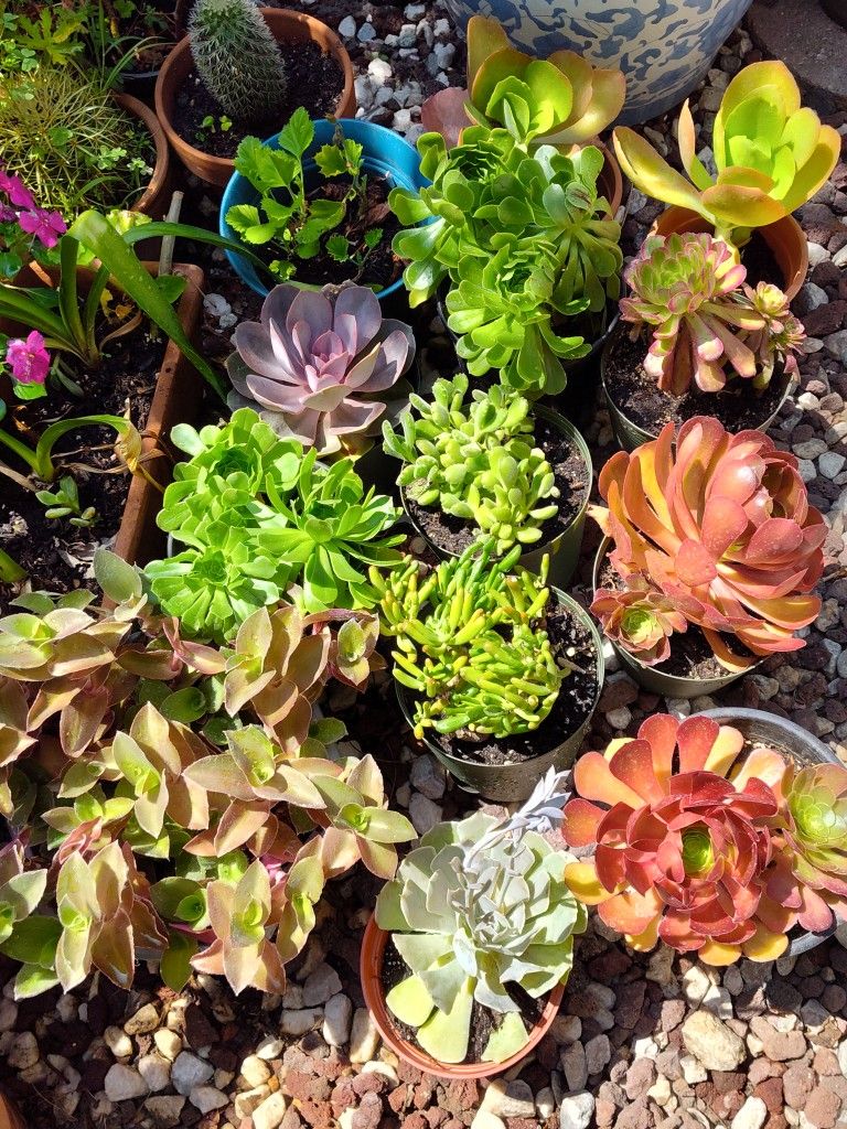 Soculen Plants Different Pride 1 Galón Pot