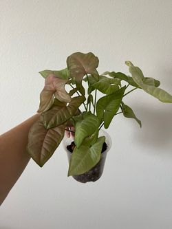 Syngonium mix in 6” pot