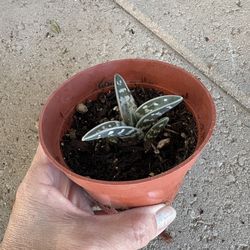 Tiger Aloe Plant 4”