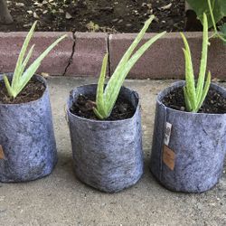 Aloe Vera 1 Gallon Organic Succulent Plants 