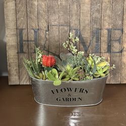 Succulent Arrangement - Live Plant - Delivery Available