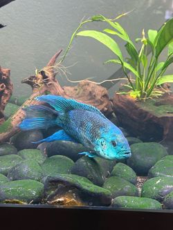 Fish tank decor