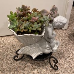 Succulents Arrangements 