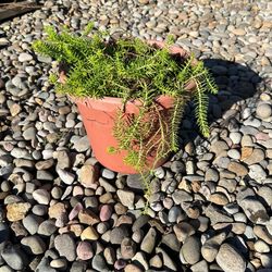 Succulent Plant 10 Inch