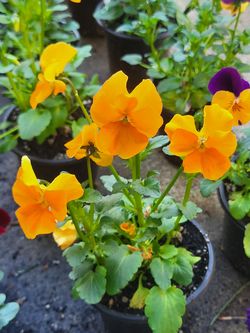 Orange And Yellow Bicolor Viola Flower Plants! Perrennial Vareity! Several Colors Available!