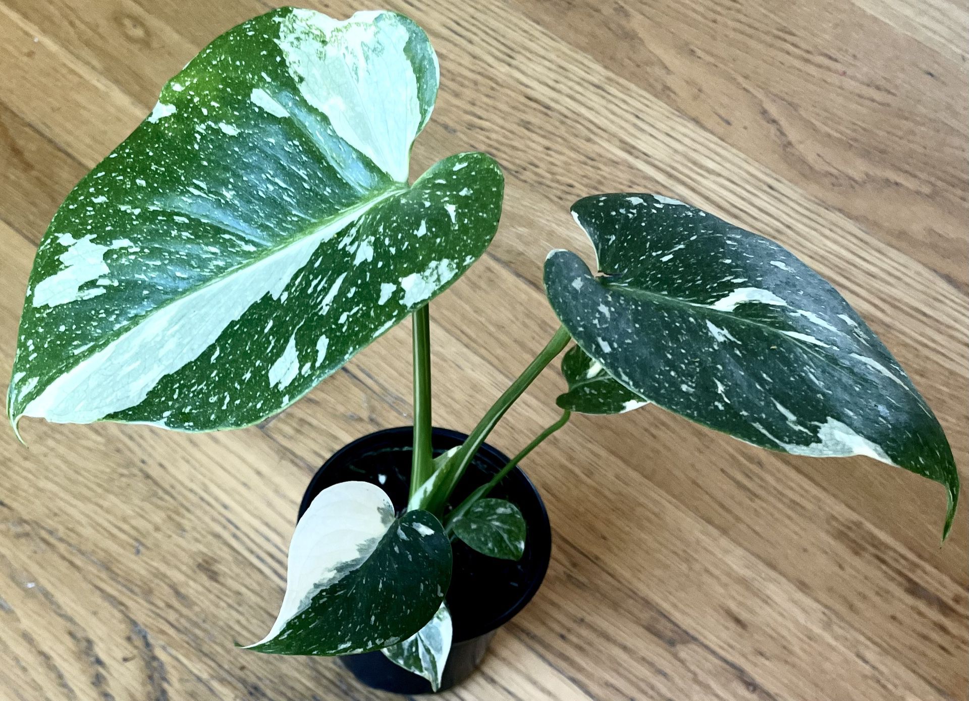 Rare Constellation Monstera Plant / Free Delivery Available 