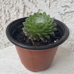 4 Inch Pot Succulent Plant - Sempervivum Arachnoideum - Cob Webbed Houseleek - Sempervivum Cobweb - Rooted & Established - Drought Resistant 🪴