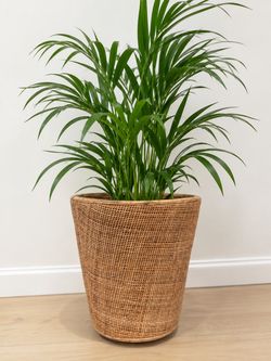 Like NEW Cond- Rattan indoor Planter (plant Not included)