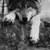 Wolfy