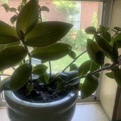 Plant nice for home!   Please!