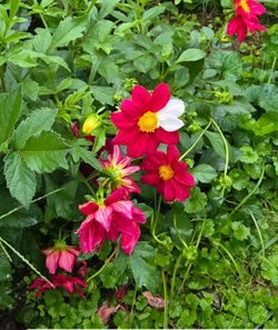 Dahlia Plants Decorative Miss Brandy $5 each