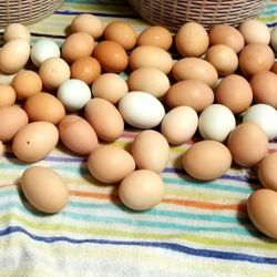 Fresh Eggs