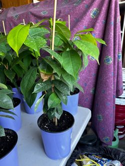 Plantas de guanavana ala venta