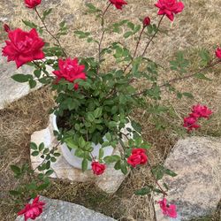 Double Knock Out Red Rose In Large White Glazed Ceramic Pot With Drainage.