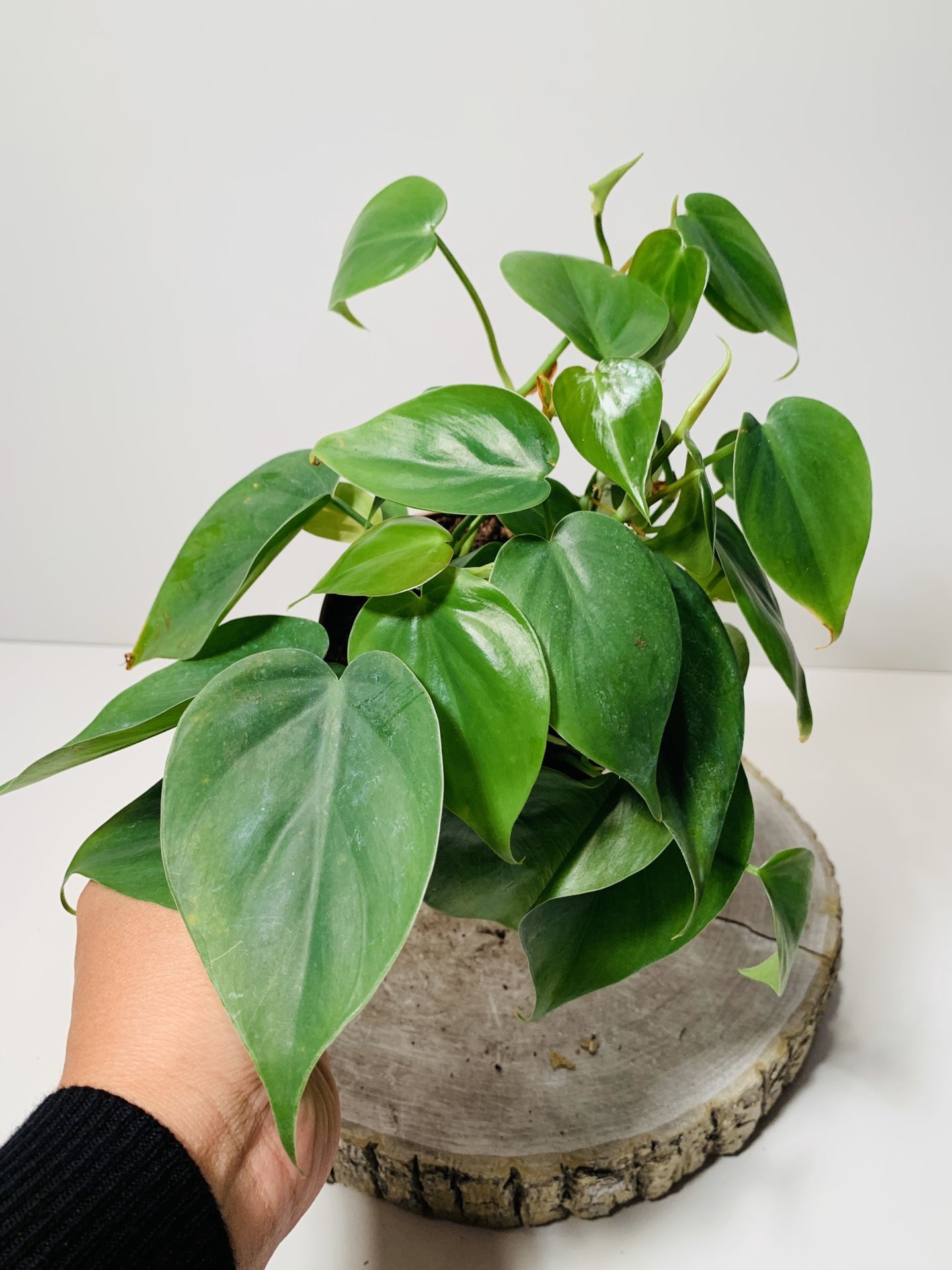 4” Pot Heart Leaf Philodendron Live Plant